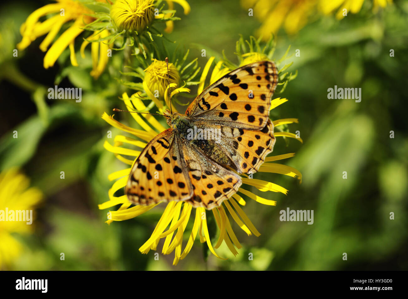Butterfly, small mother-of-pearl butterfly Argynnis lathonia, Schmetterling, Kleiner Perlmutterfalter (Argynnis lathonia) Stock Photo