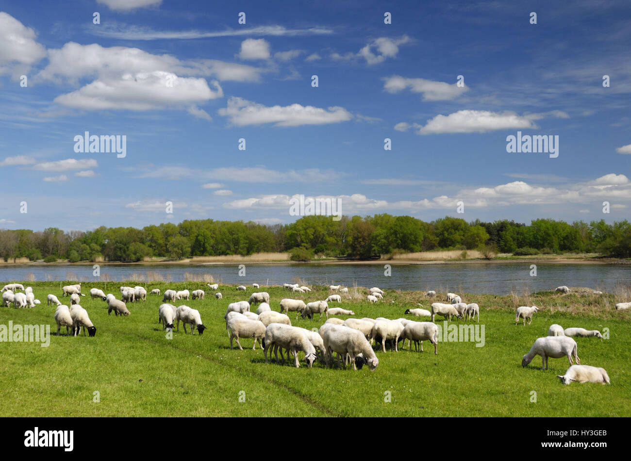 Vier schafe hi-res stock photography and images - Alamy