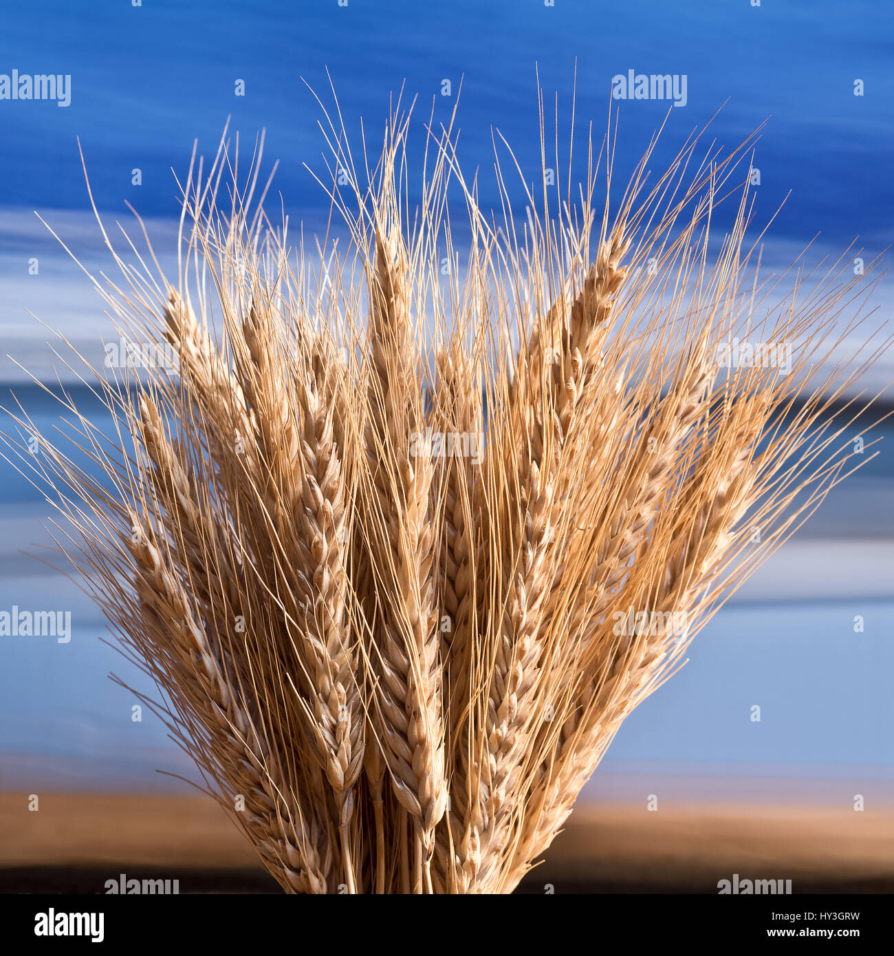 My Image 15