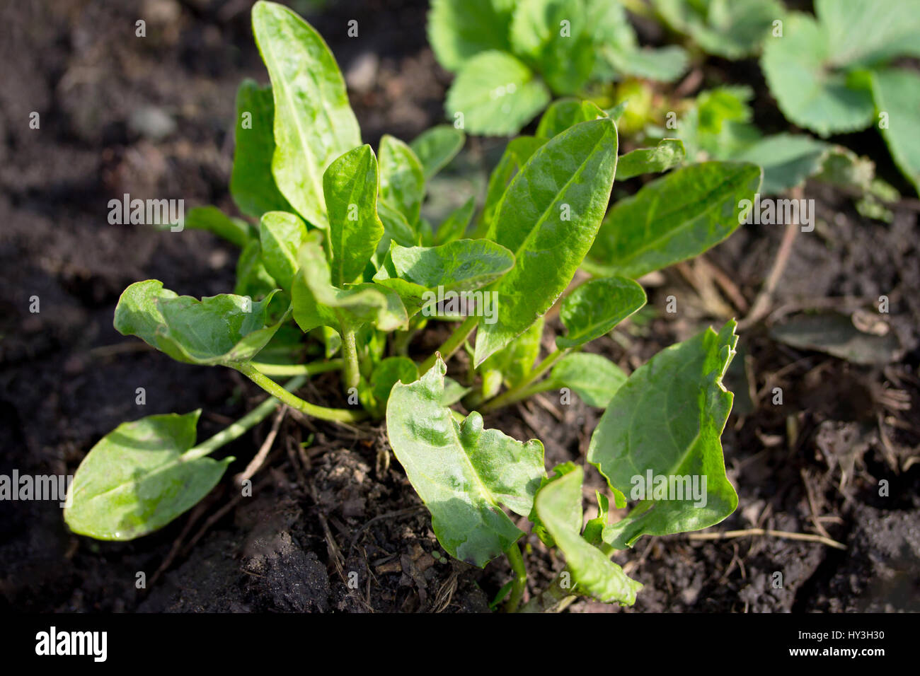 Home vegetable sorrel (Rumex acetosa) on a vegetable plantation in the garden. Stock Photo