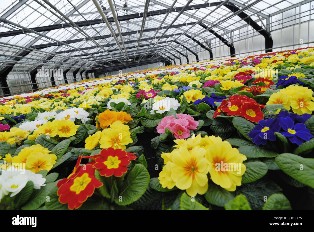 Coloured primroses in a greenhouse, Bunte Primeln in einem Gewächshaus Stock Photo