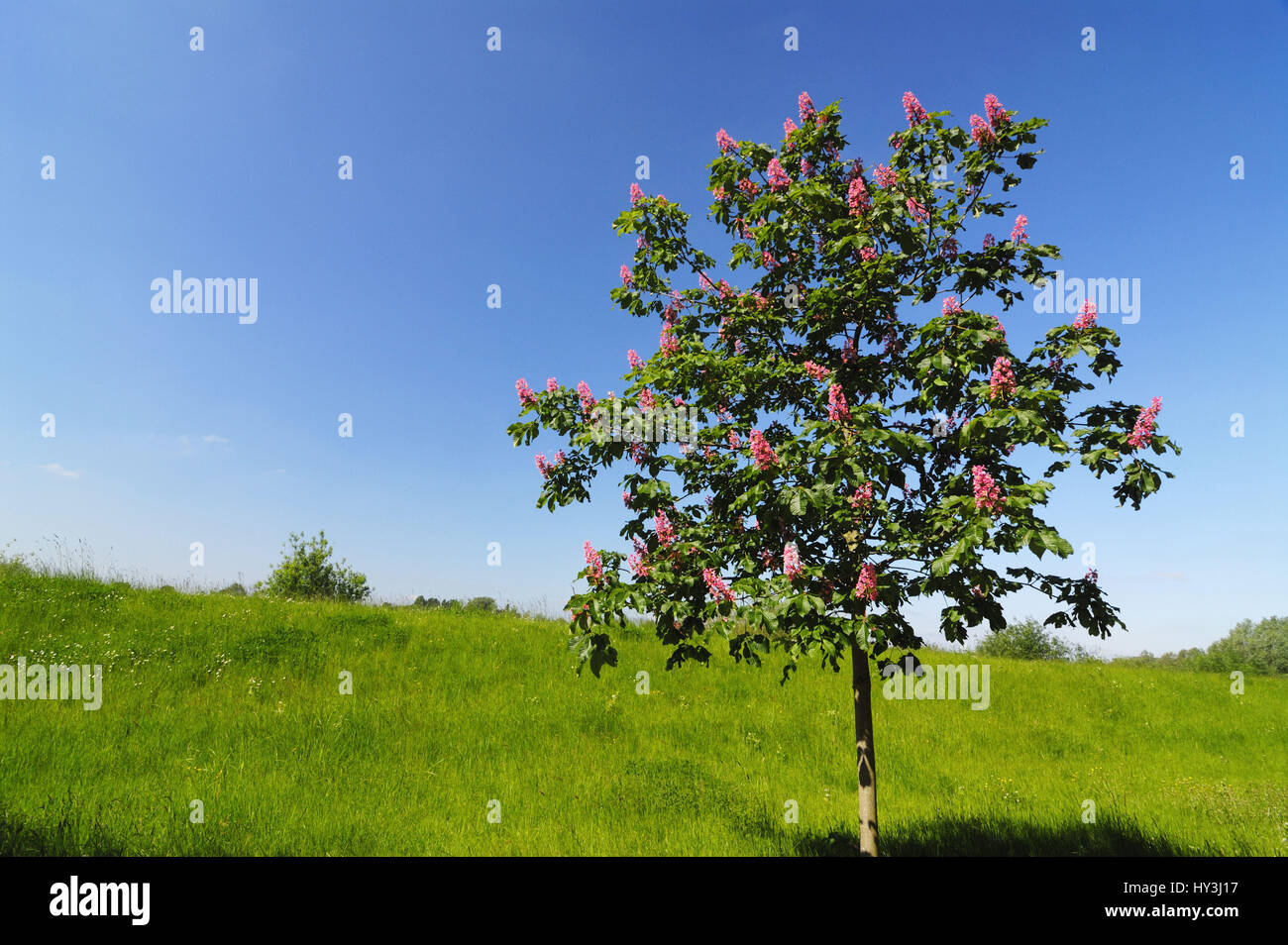 Bluhende baum hi-res stock photography and images - Page 3 - Alamy