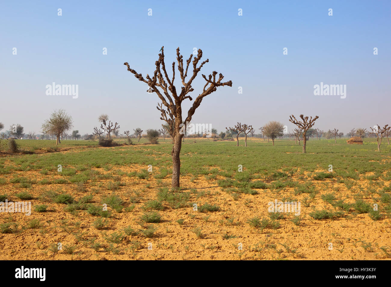 pollarded trees in the sandy agricultural landscape of rajasthan india