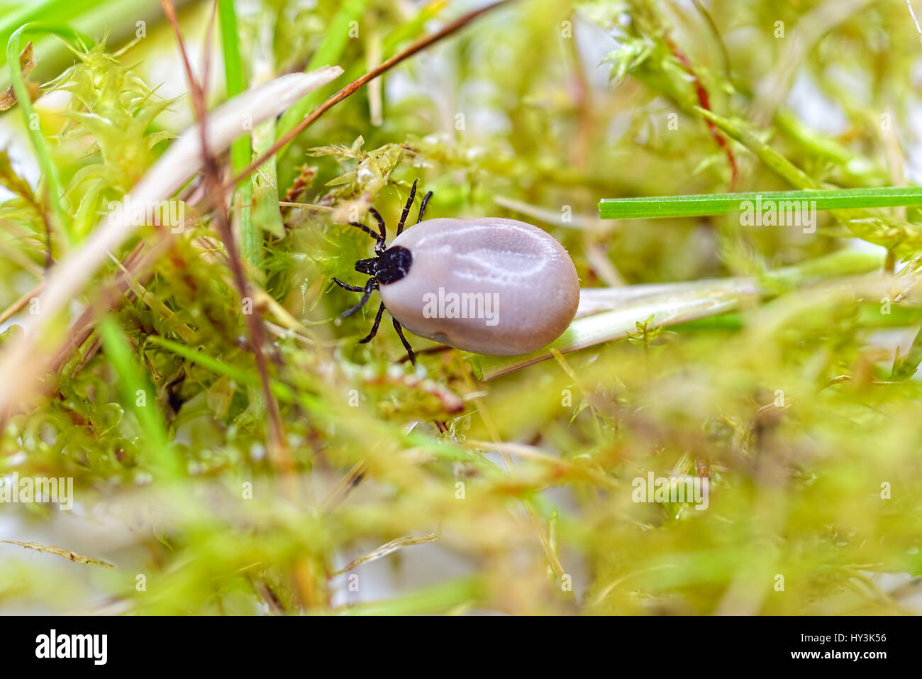Tick Ixodida, Zecke (Ixodida Stock Photo Alamy