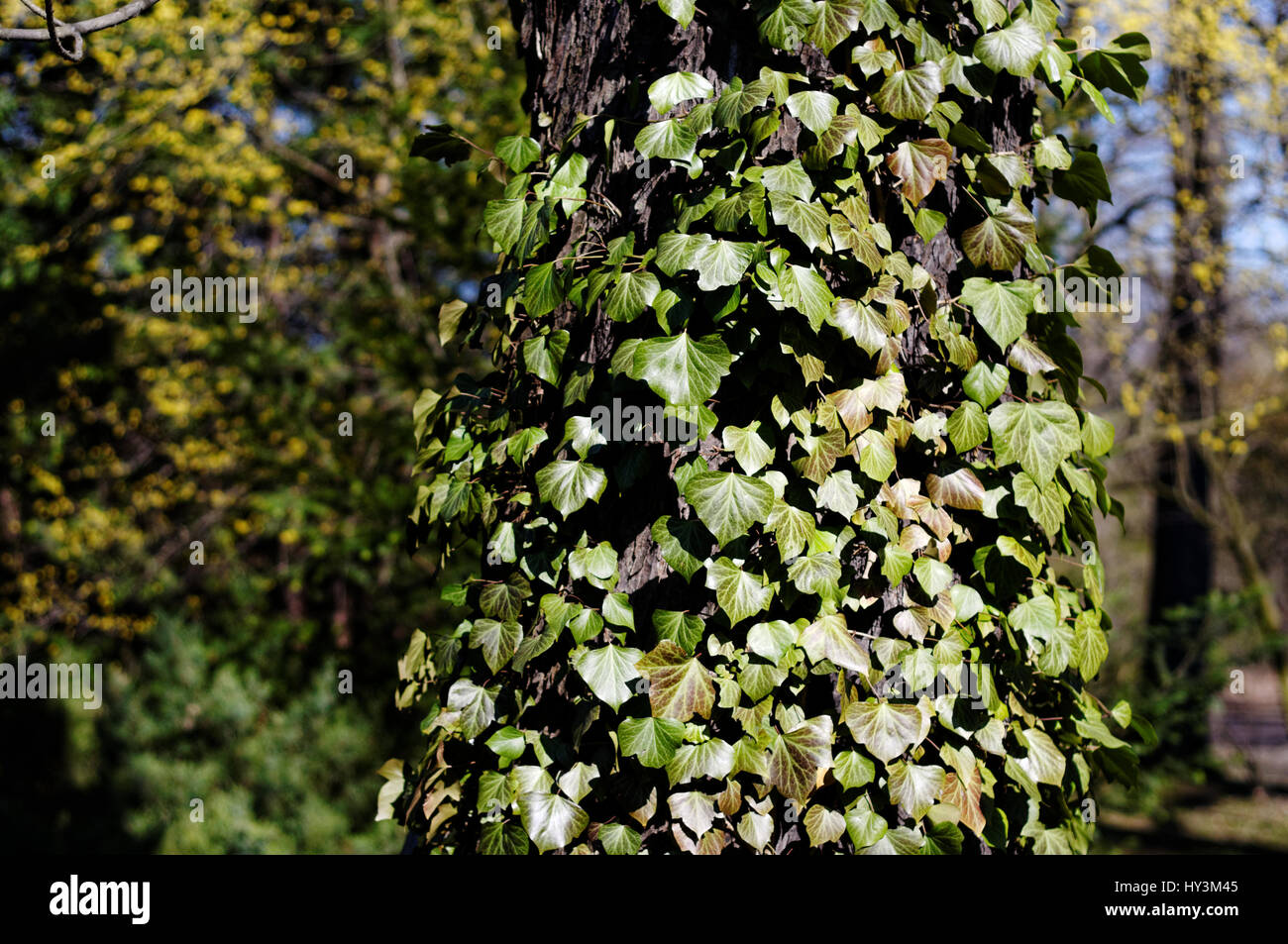 Ivy (Hedera helix, bluszcz pospolity, Gemeine Efeu, lierre grimpant, hiedra común, Плющ обыкновенный) on the tree. Stock Photo