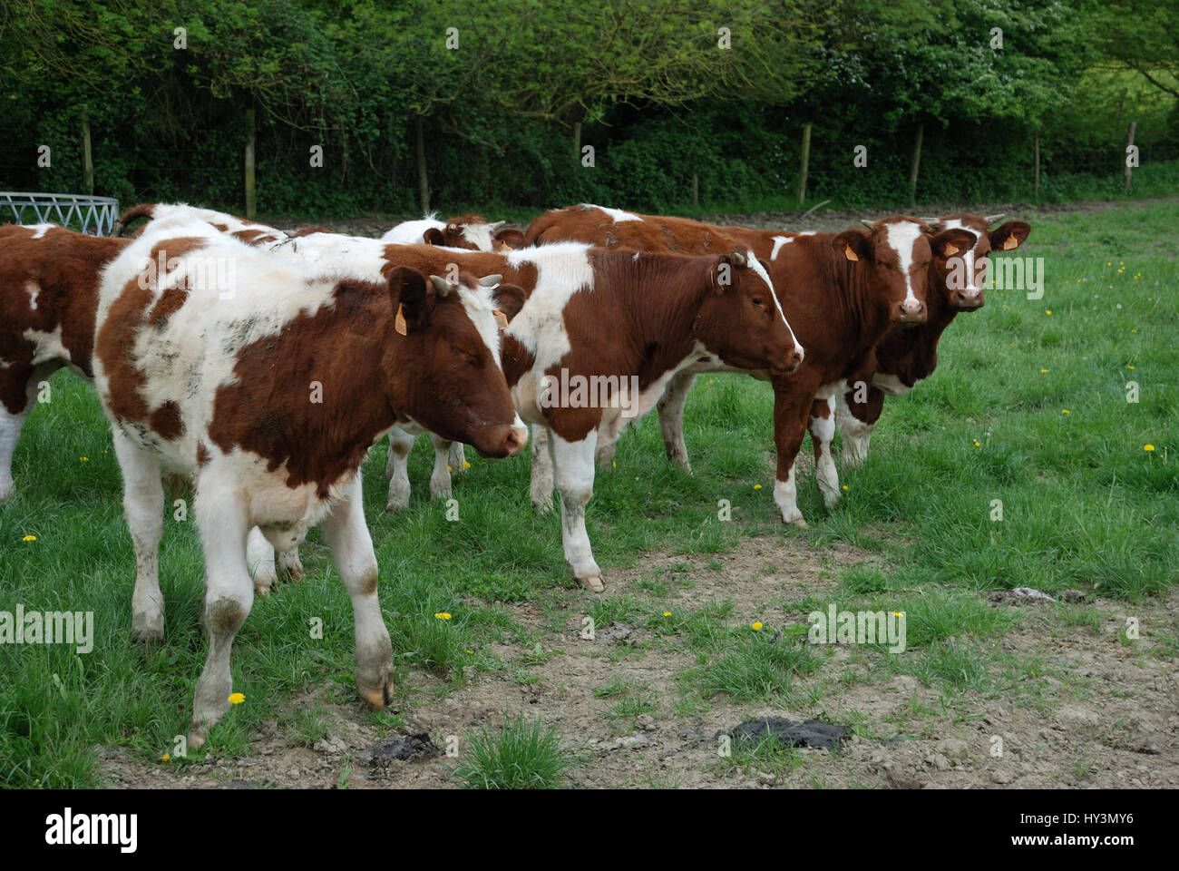 Cows in meadows Stock Photo - Alamy