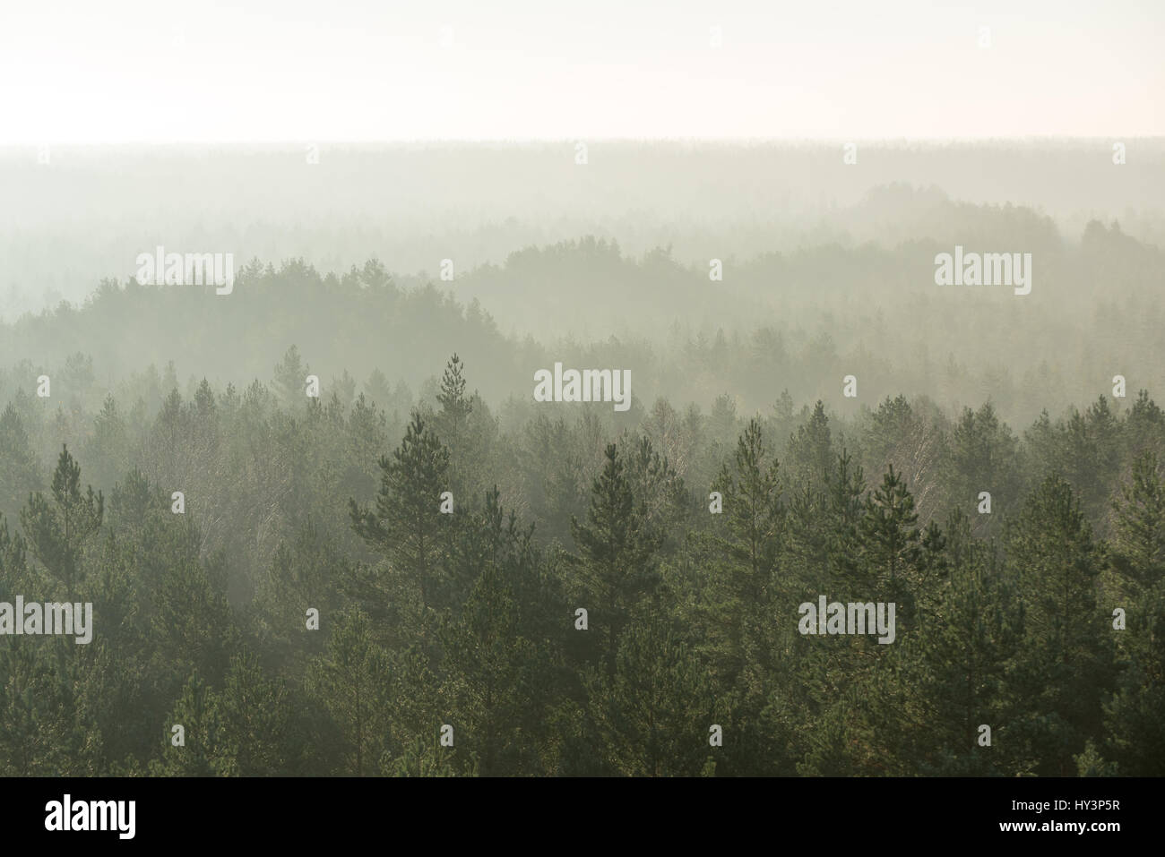 panoramic view of misty forest. far horizon Stock Photo - Alamy