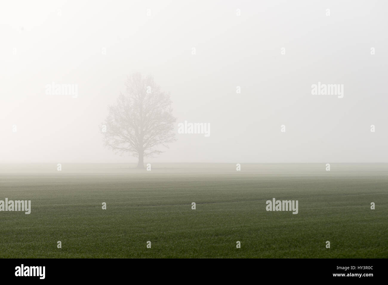 beautiful green meadow in heavy mist with lonely trees Stock Photo - Alamy