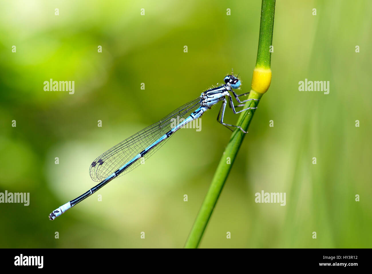 Small dragonfly horseshoe-azure spinster, Coenagrion puella, Kleinlibelle Hufeisen-Azurjungfer Stock Photo