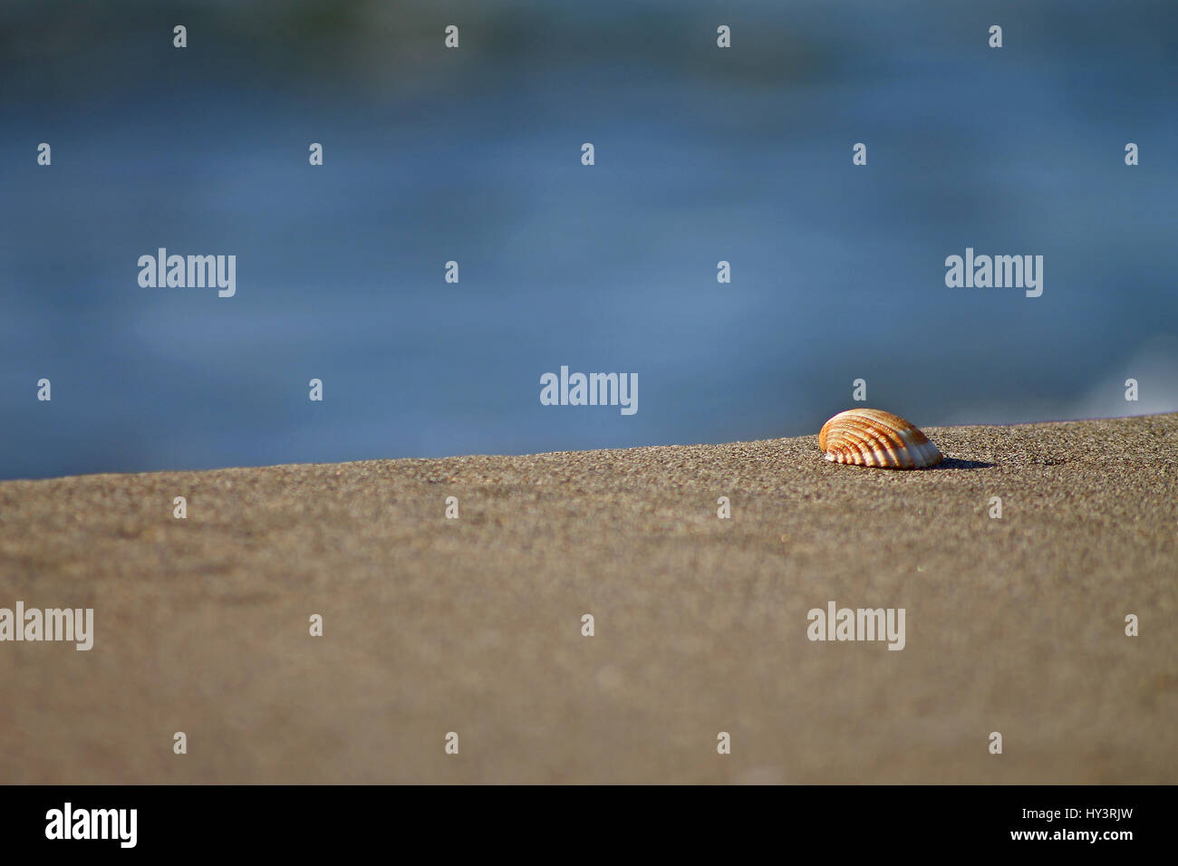 Acanthocardia tuberculata shell hi-res stock photography and images - Alamy