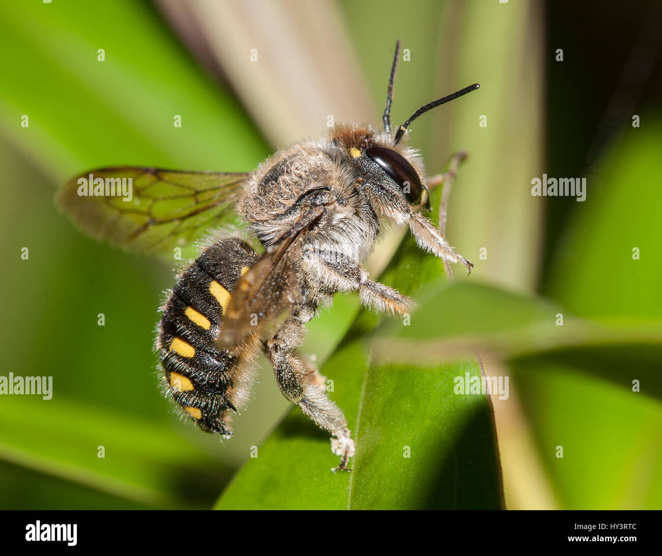 Anthidium septemspinosum. Se las conoce como abejas cardadoras, ya que especies de este género raspan las hojas de plantas con pelos como Stachys biza Stock Photo