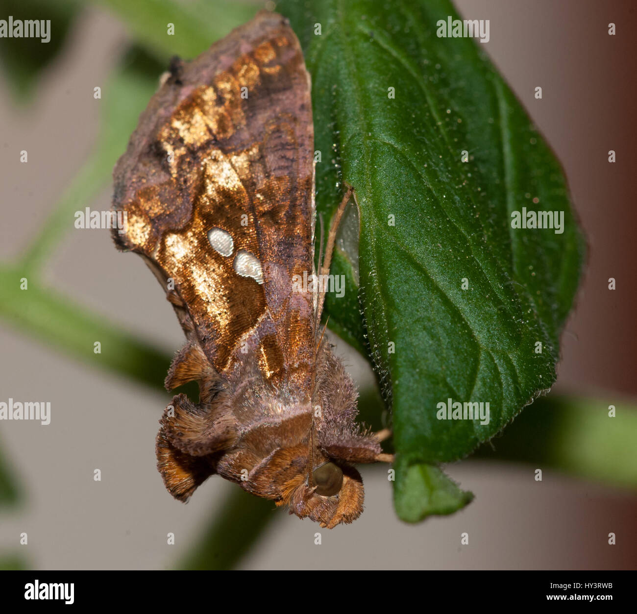 La mariposa nocturna Plusia chalcites (Chrysodeixis chalcites) se distingue por las dos manchas color plateado - blanquecino en sus alas anteriores. L Stock Photo
