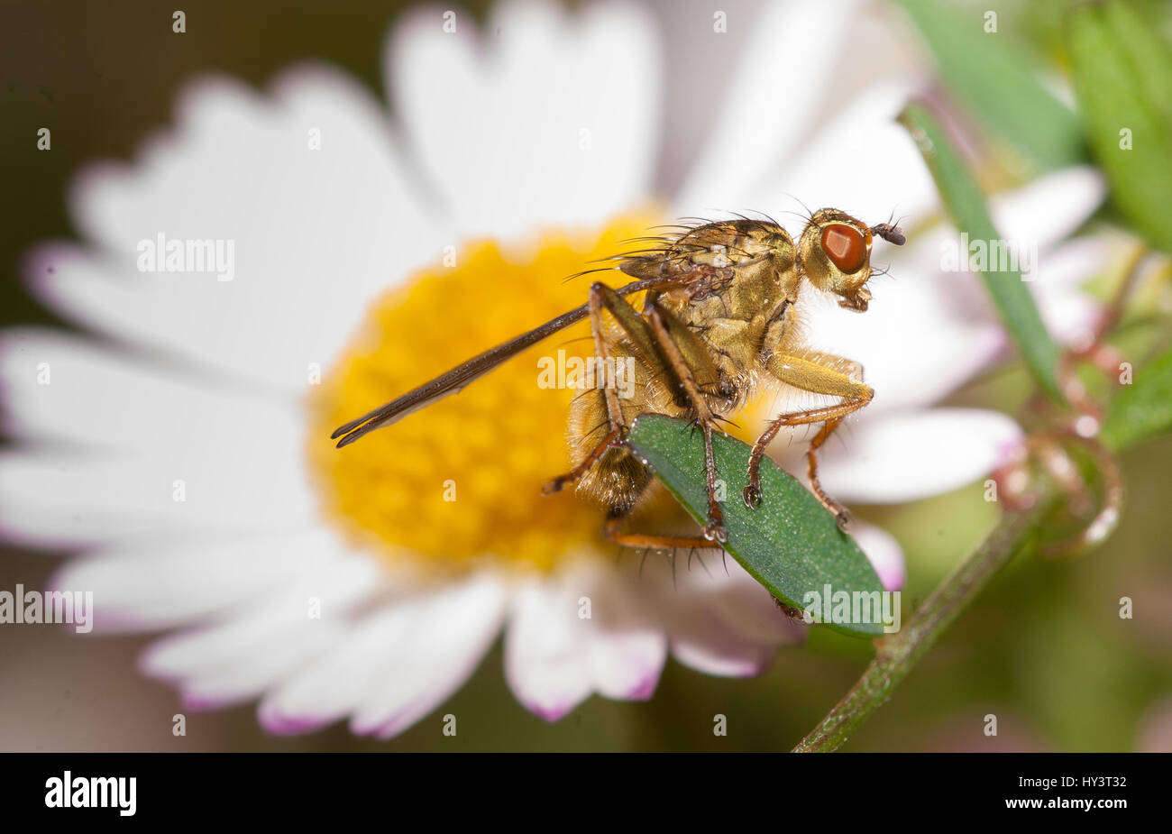 Common flesh fly (Sarcophaga carnaria) perched on a flower Stock Photo