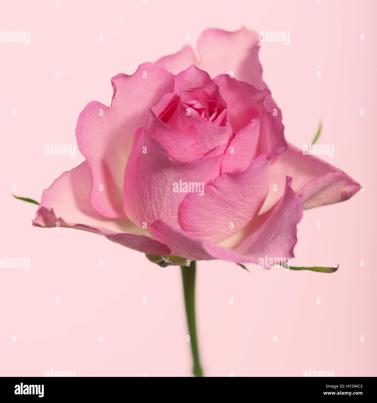 Pink rose on a plain background Stock Photo