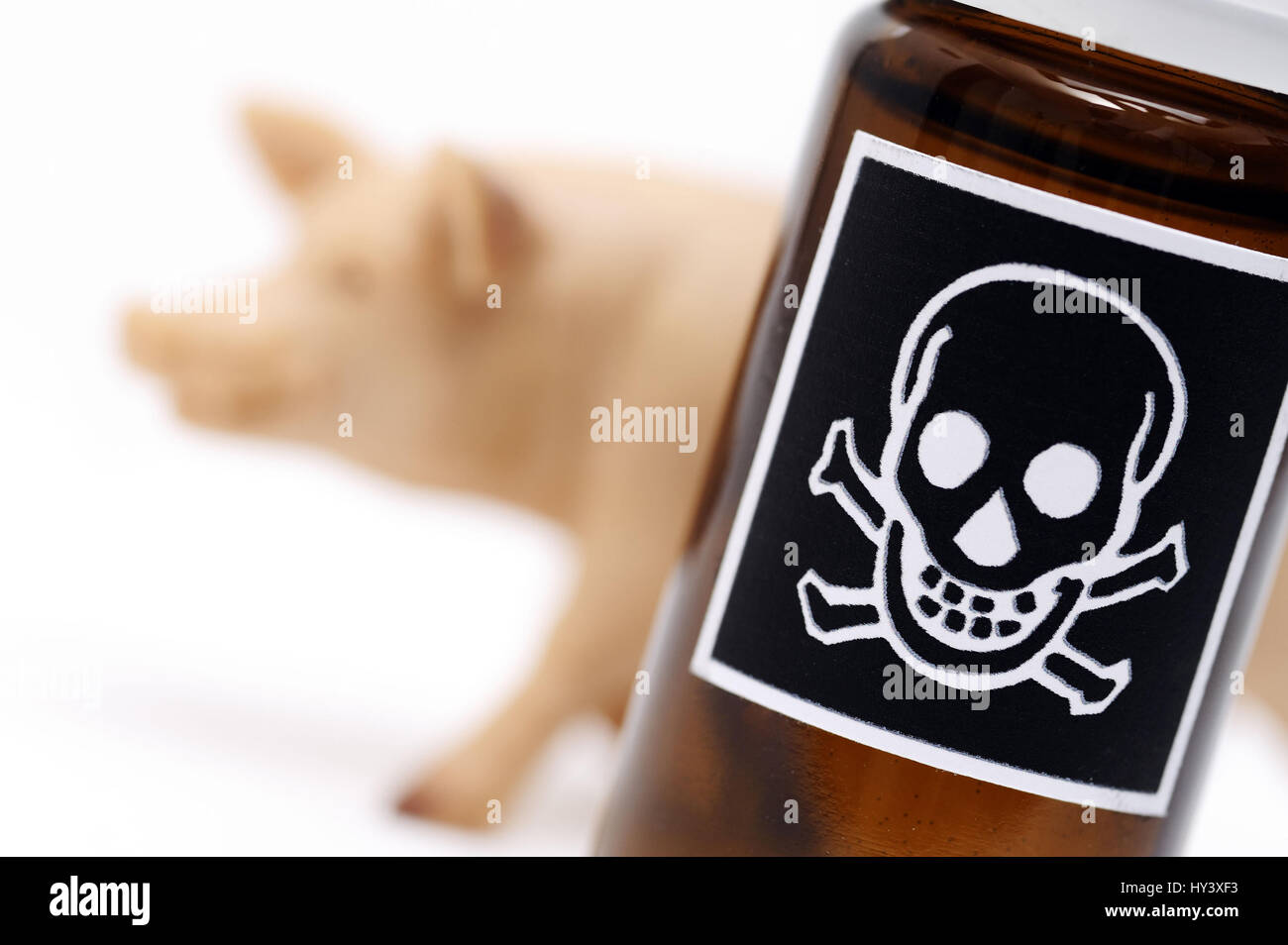 Miniature pig and bottle with poison label, symbolic photo for loaded pork, Miniaturschwein und Flasche mit Gift-Etikett, Symbolfoto fuer belastetes S Stock Photo