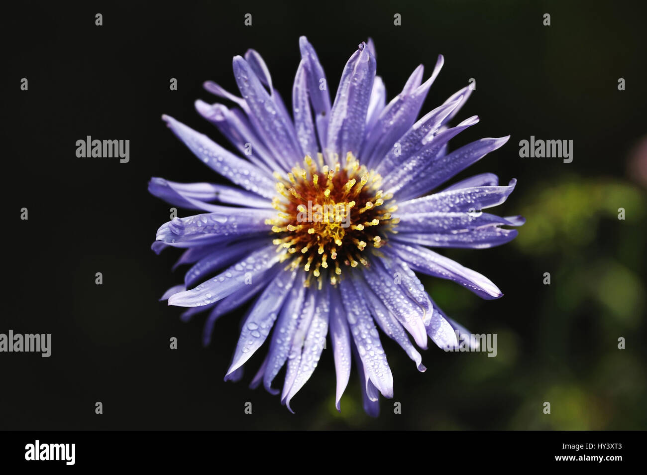 Blue daisy, Brachyscome multifida, Blaues Gaensebluemchen Stock Photo