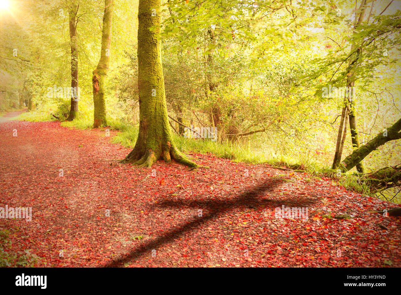 Close Up Of 3d Wooden Cross Against Peaceful Autumn Scene In Forest Stock Photo Alamy