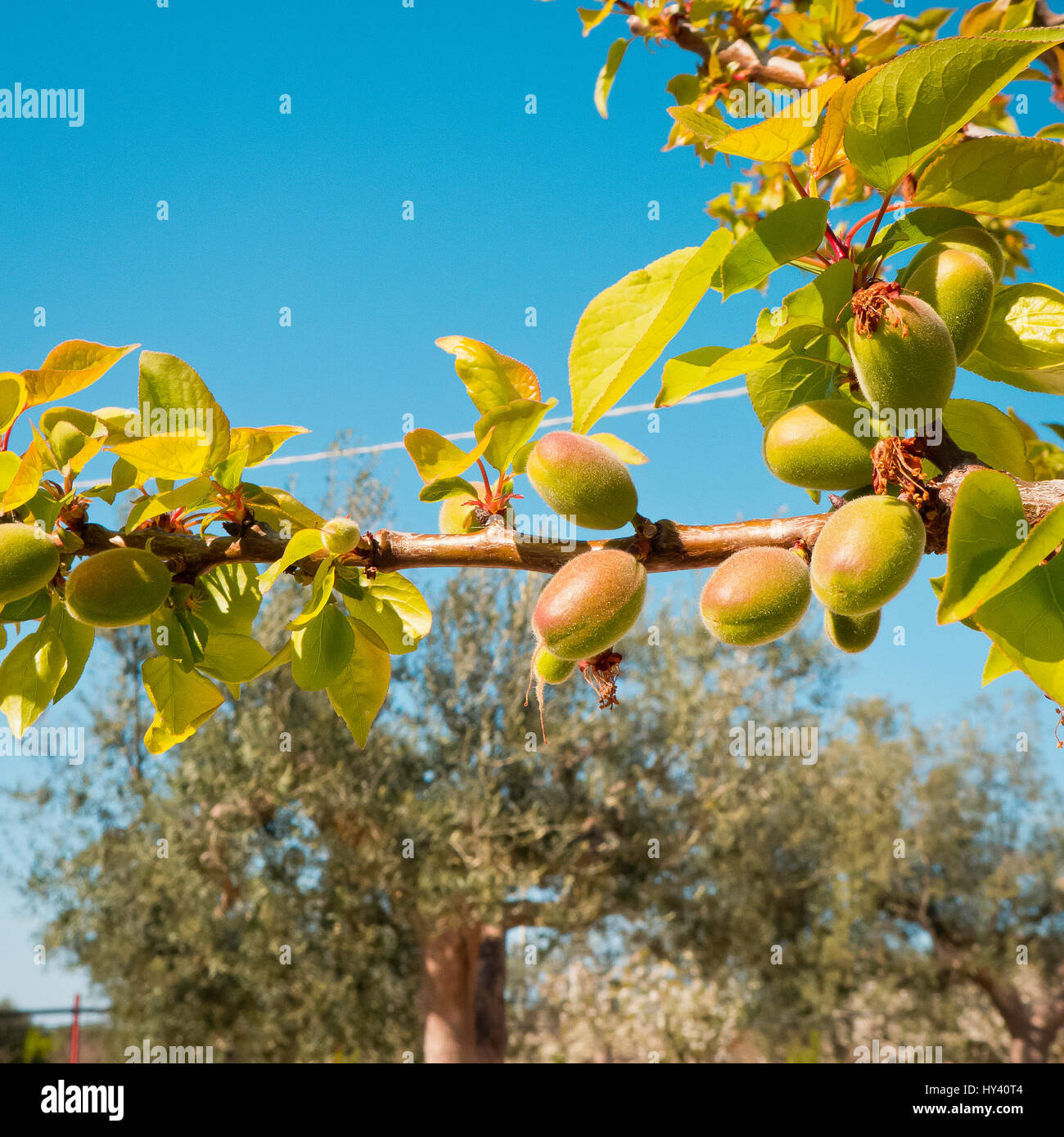 Apricots growing in climate of Puglia. Stock Photo