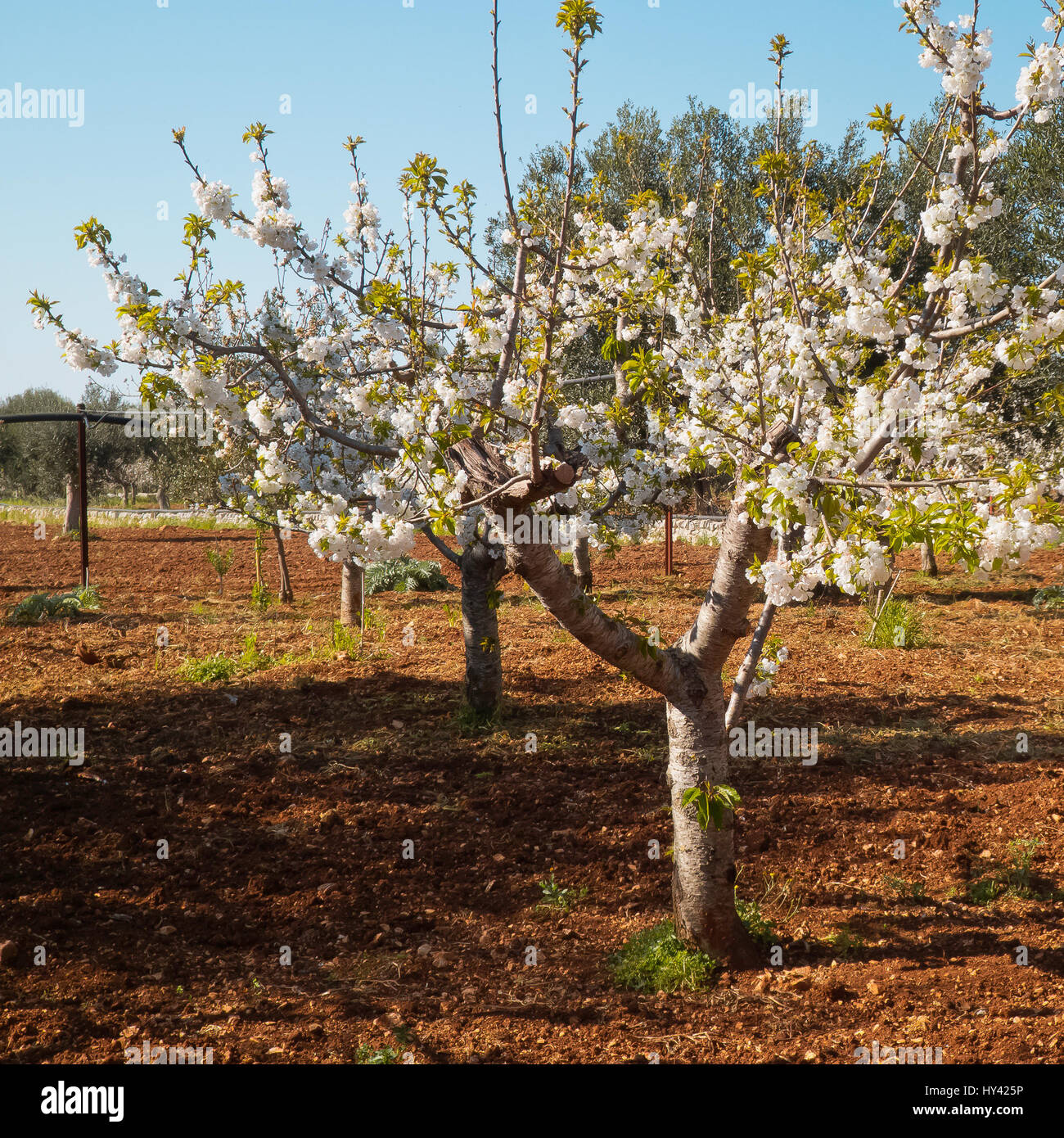 Cherry trees floweing in sunlight in the mediterranean climate Stock
