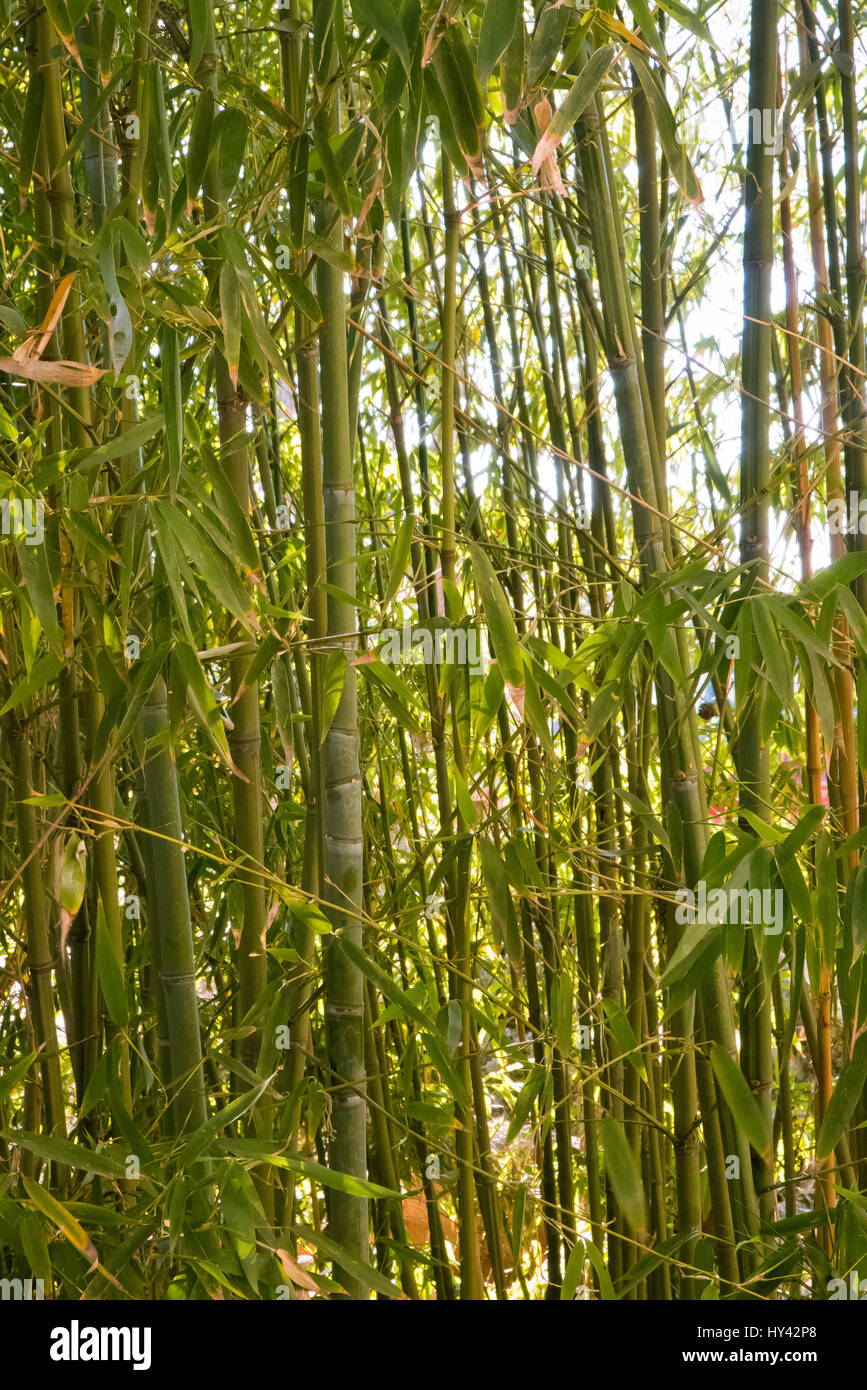 in the bamboo garden. Stock Photo