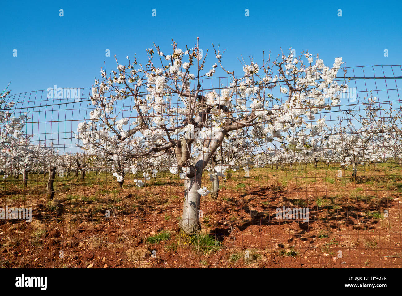 Cherry trees floweing in sunlight in the mediterranean climate Stock