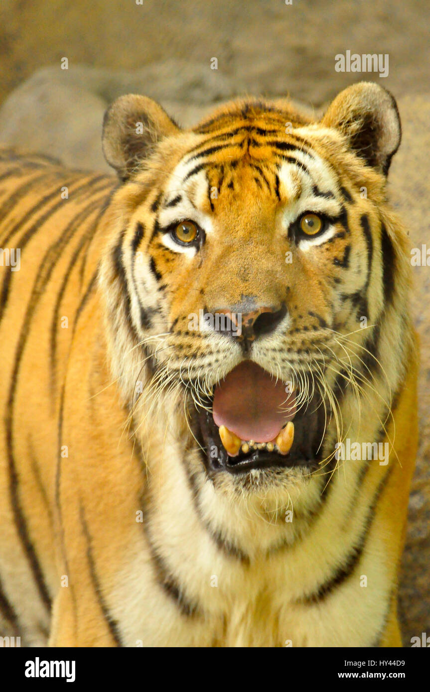 Tiger, the biggest cat on earth Stock Photo Alamy