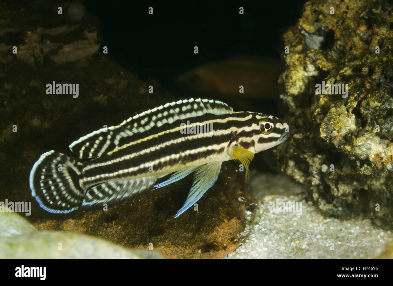 Vierstreifen-Schlankcichlide, Regans Schlankcichlide, Julidochromis regani, convict julie, Regan's Julie Stock Photo