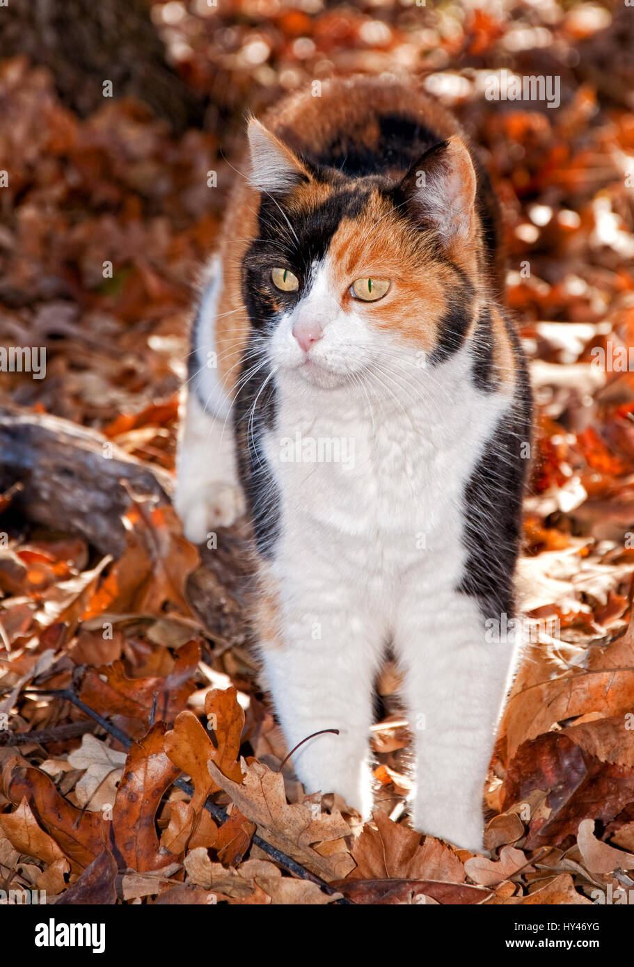 Beautiful calico cat in autumn leaves, back lit by beam of sunlight Stock Photo