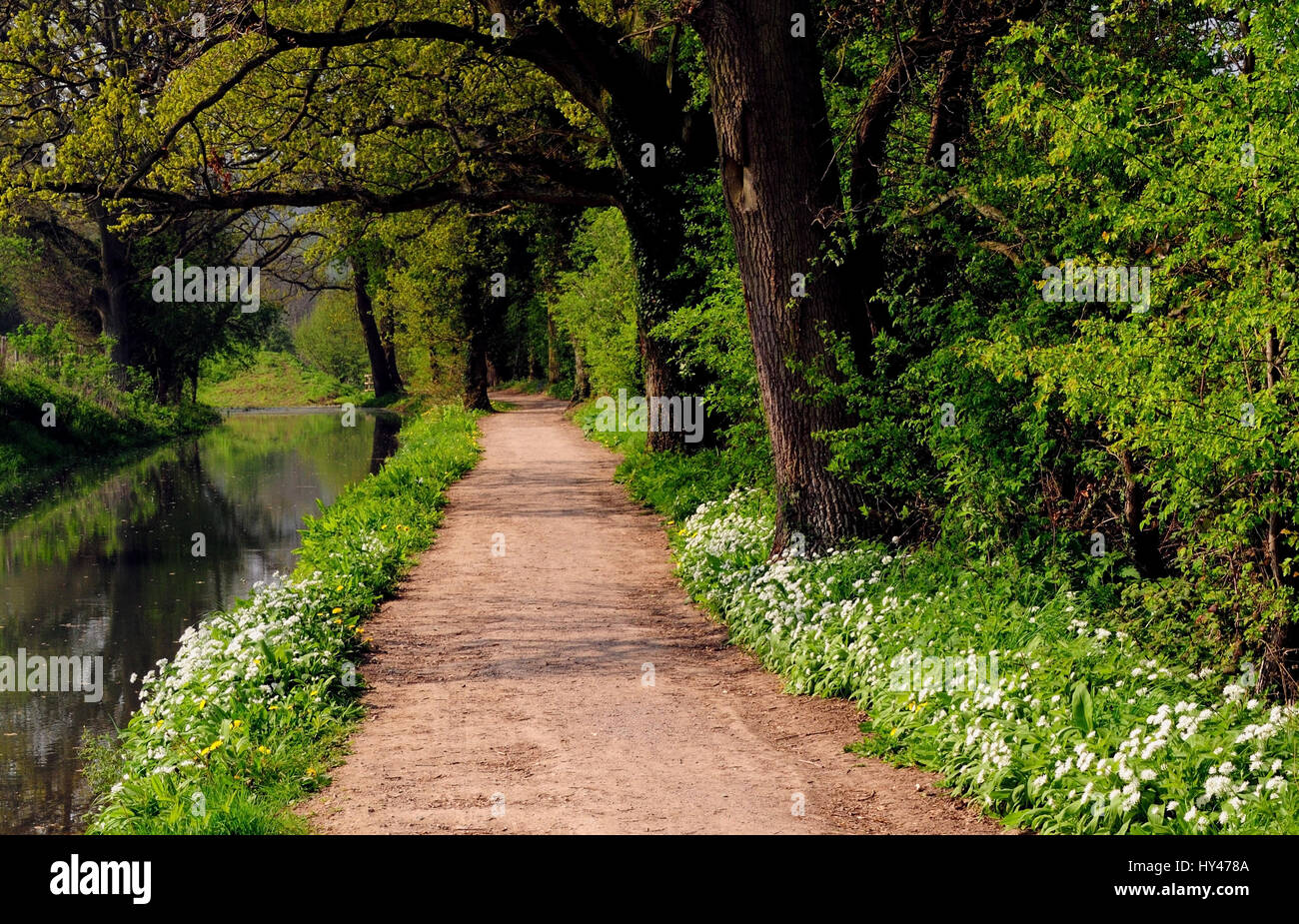 Towpath Towpath beside a restored canal in springtime Stock Photo - Alamy