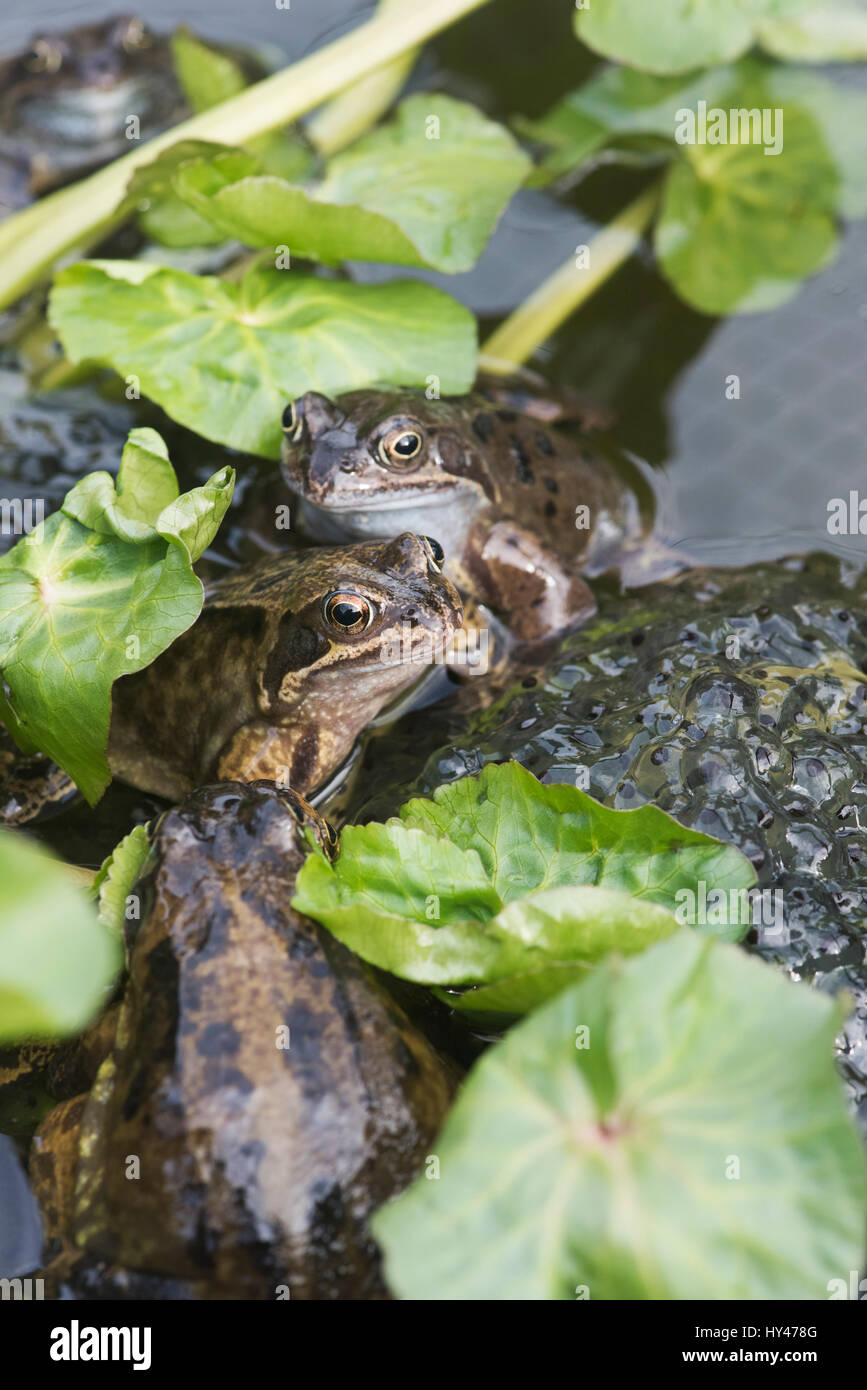 Rana temporaria. Common frogs and frogs spawn in a garden pond Stock Photo