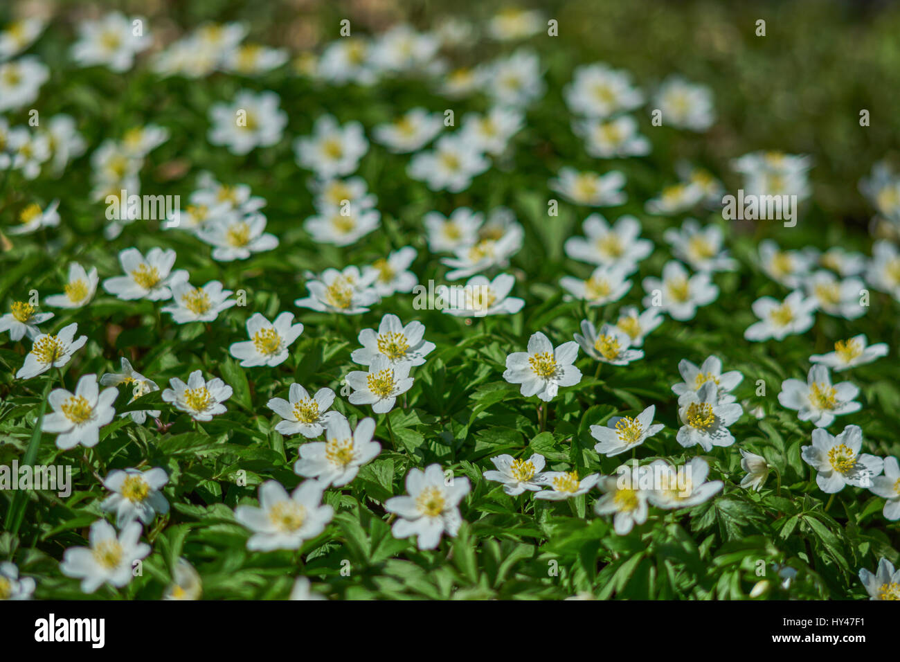 Cluster of white Anemone nemorosa wood anemone windflower windflowers ...