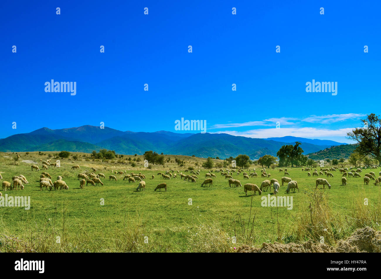Herd Of Sheep In The Mountain Landscape, Mariovo, Macedonia Stock Photo