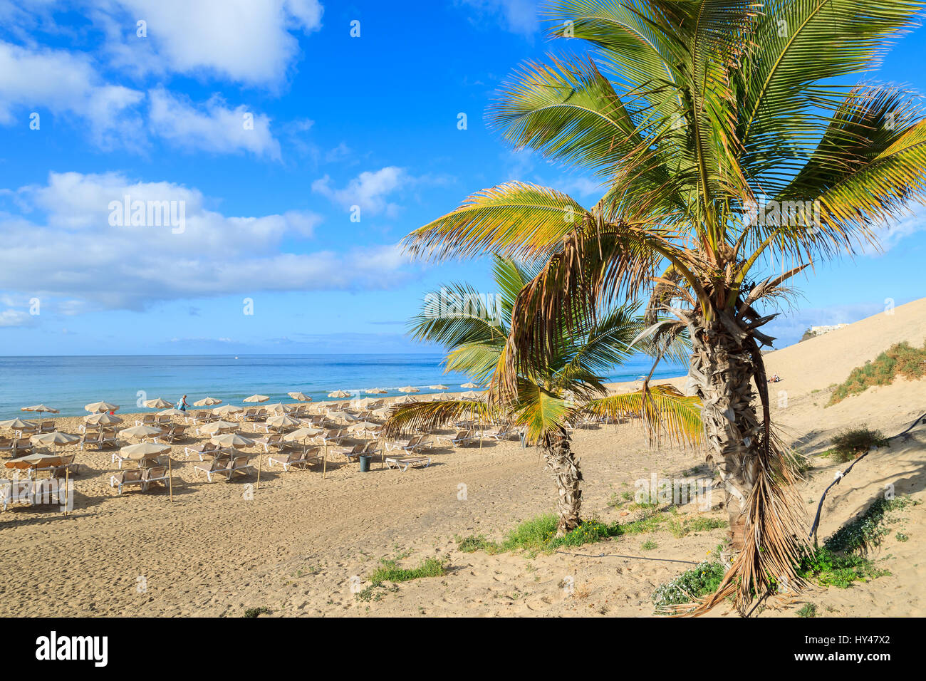 Palm trees on sandy beach in Morro Jable town, Fuerteventura, Canary Islands, Spain Stock Photo