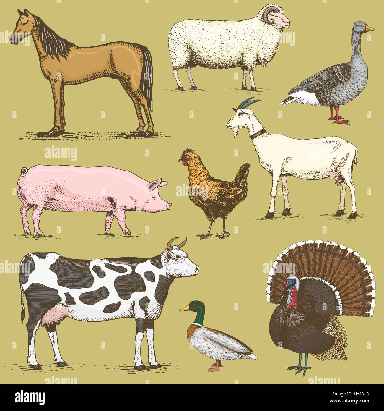 set of engraved vintage domestic, farm animals include horse and sheep ...