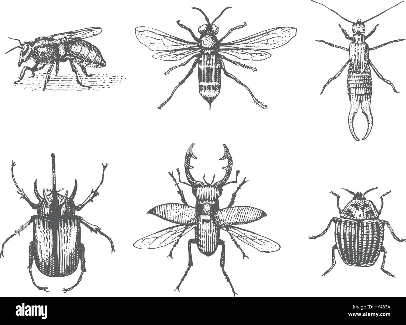 big set of insects bugs beetles and bees, fleas many species in vintage ...