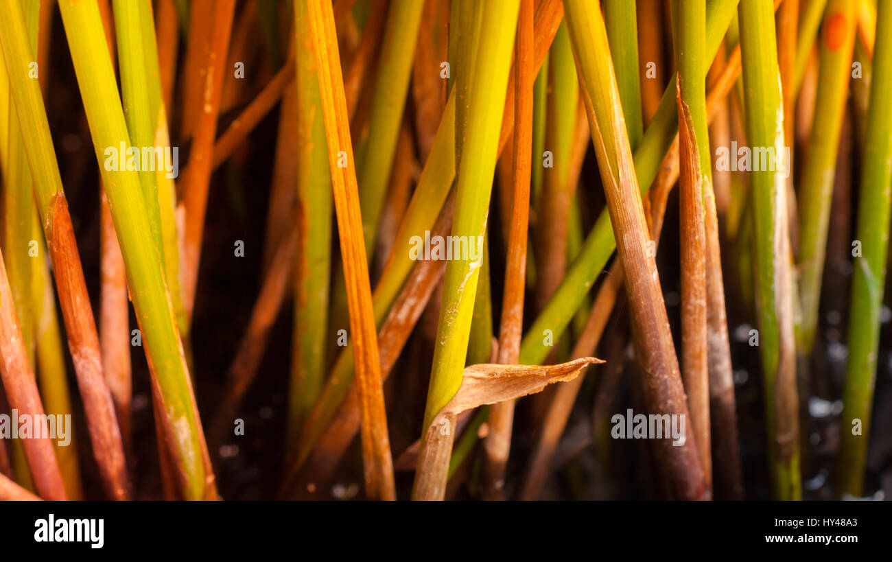 Close up shot plants in hi-res stock photography and images - Alamy