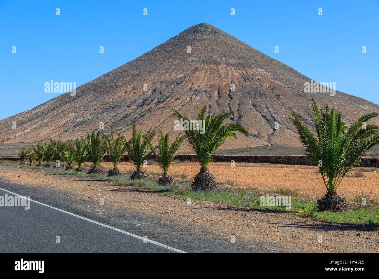 Road with row of palm trees and volcano mountain in the background in La Oliva village, Fuerteventura, Canary Islands, Spain Stock Photo