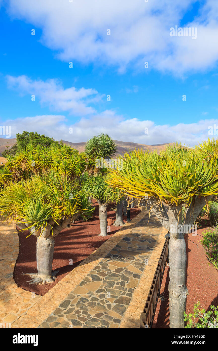 Tropical gardens of Antigua village, Fuerteventura, Canary Islands, Spain Stock Photo