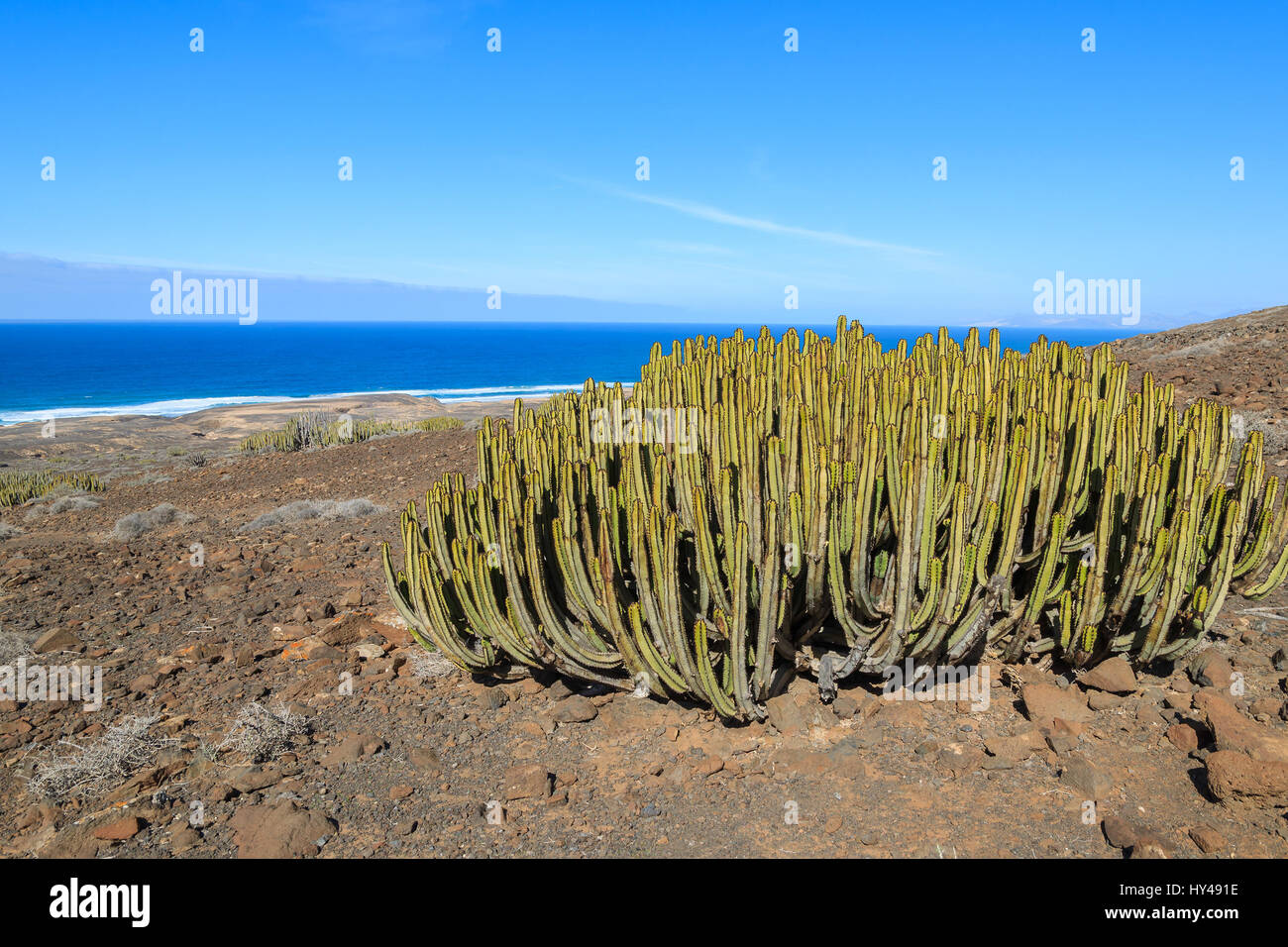 Green cactus plants in mountain landscape near Cofete beach, Fuerteventura,  Canary Islands, Spain Stock Photo - Alamy