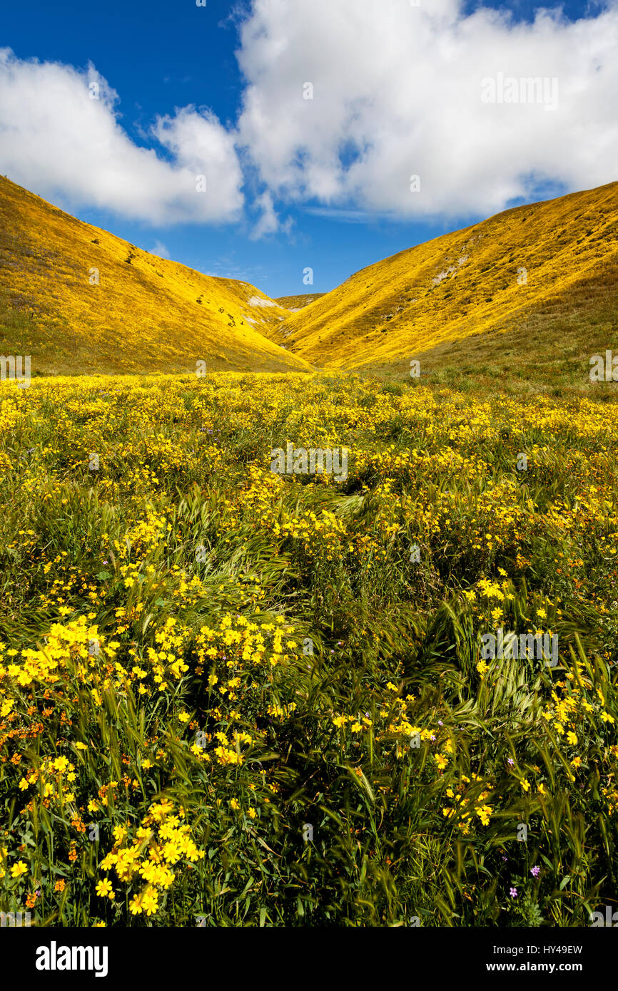 Goldfields bloom along Bitterwater Valley Road in Kern County, California Stock Photo
