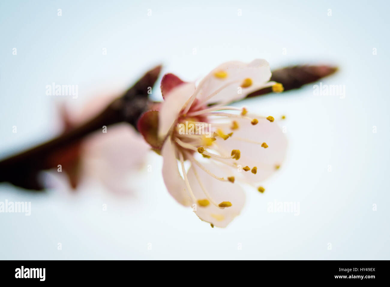 Cherry blossom, sakura flowers isolated on white background Stock Photo ...