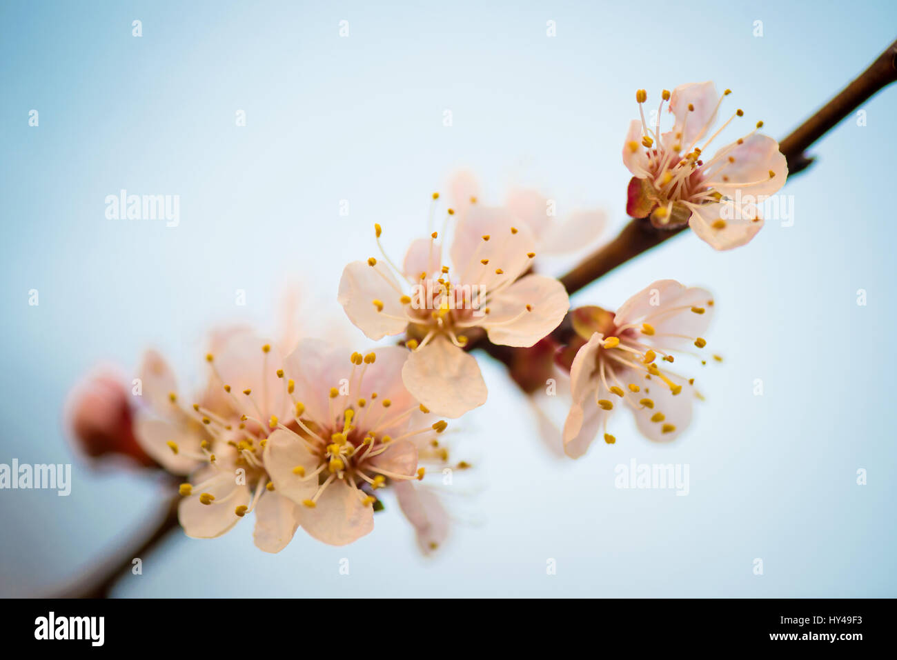 Cherry blossom, sakura flowers isolated on white background Stock Photo ...
