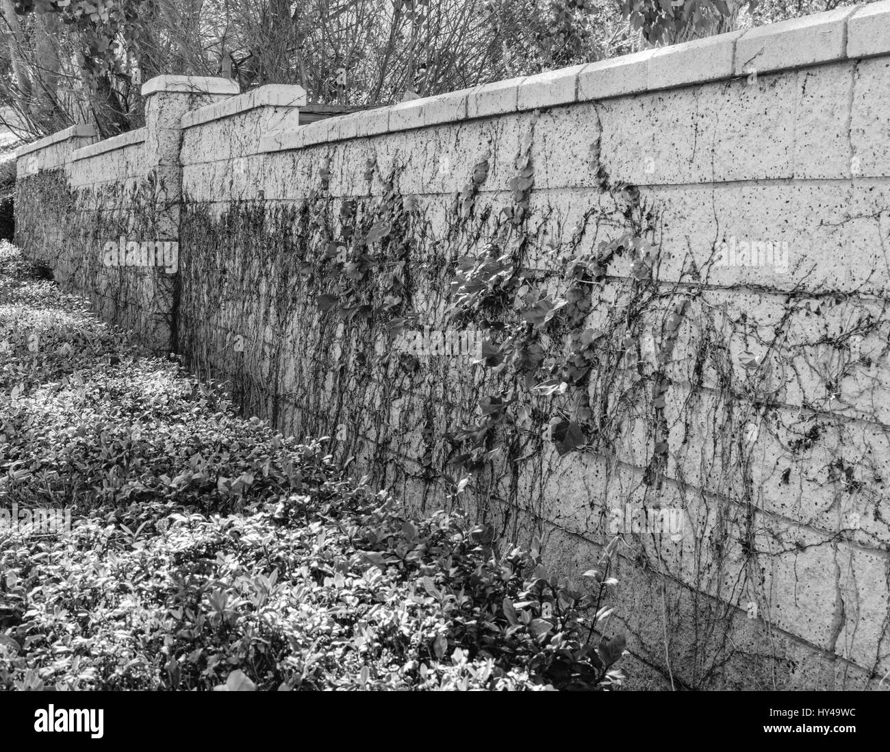 Vine grows on wall in black and white Stock Photo