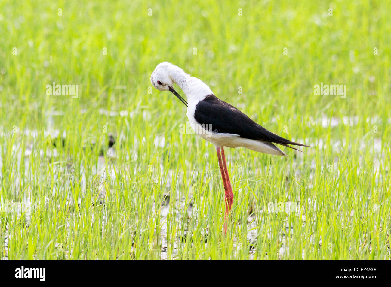 A juvenile Black-winged Stilt (Himantopu himantopus) preening itself in a field of young rice in central Thailand Stock Photo