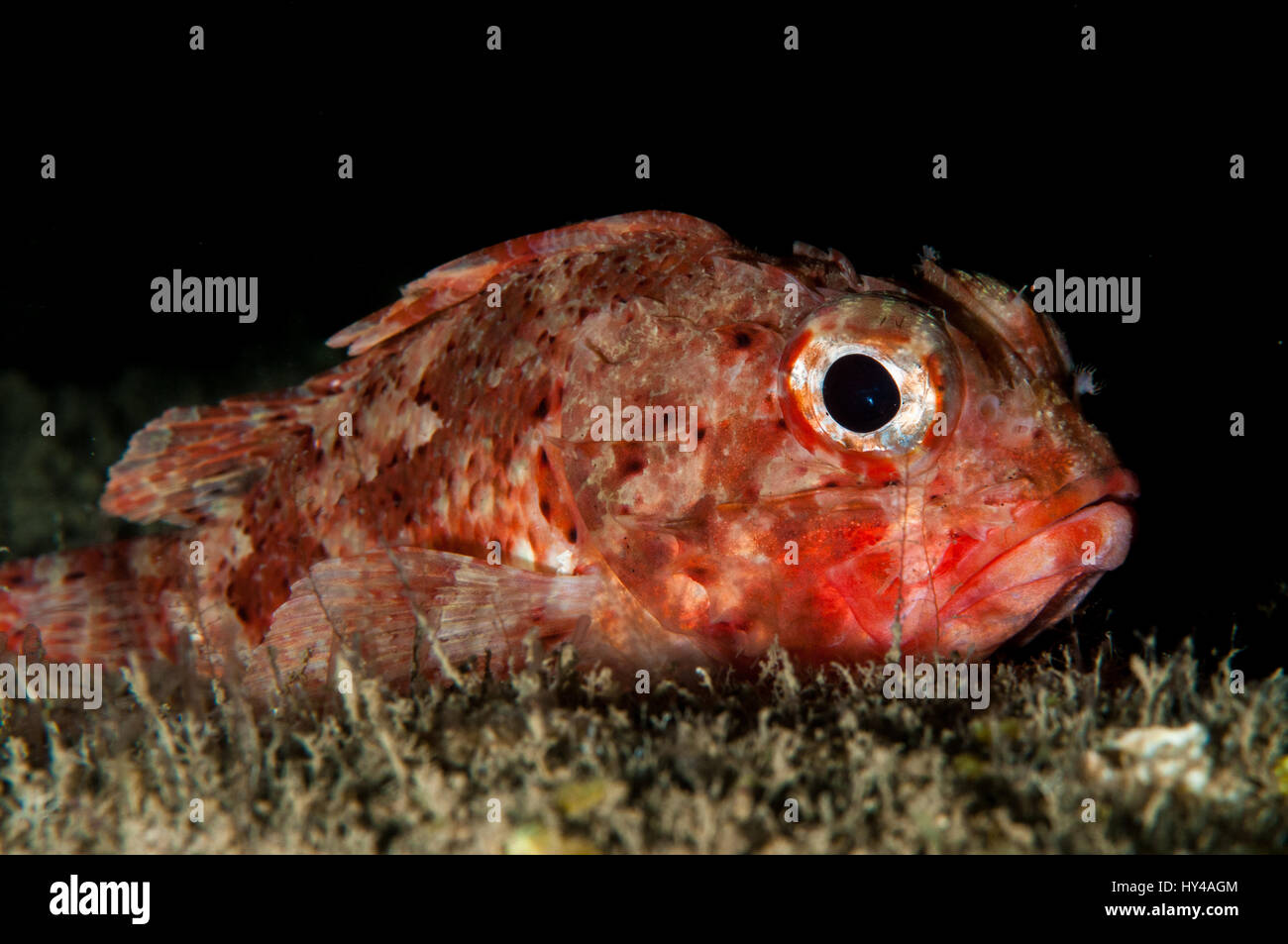 Small red scorpionfish (Scorpaena notata) in Illa Mateua, Costa Brava, Catalonia, Spain Stock Photo