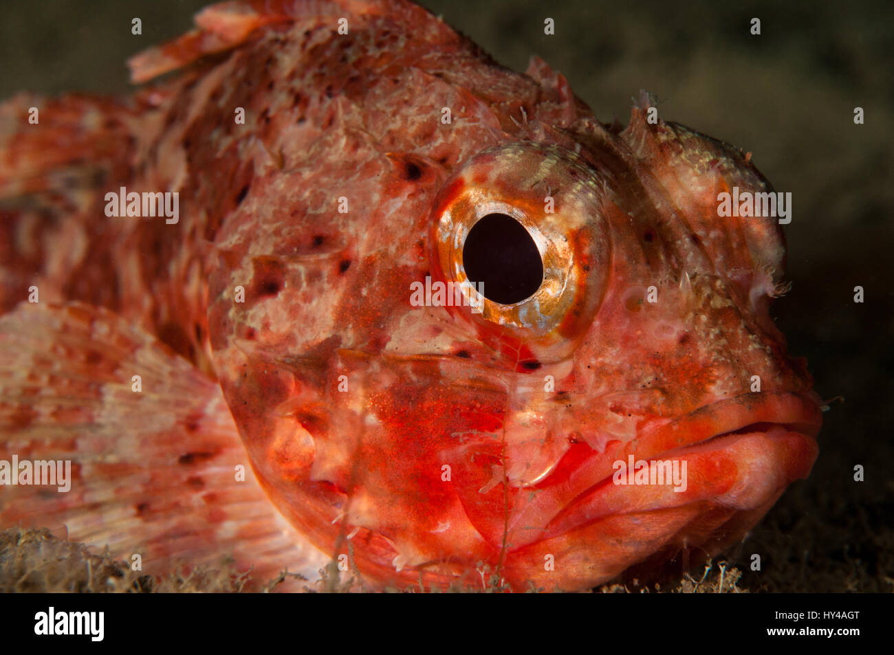 Small red scorpionfish (Scorpaena notata) in Illa Mateua, Costa Brava, Catalonia, Spain Stock Photo