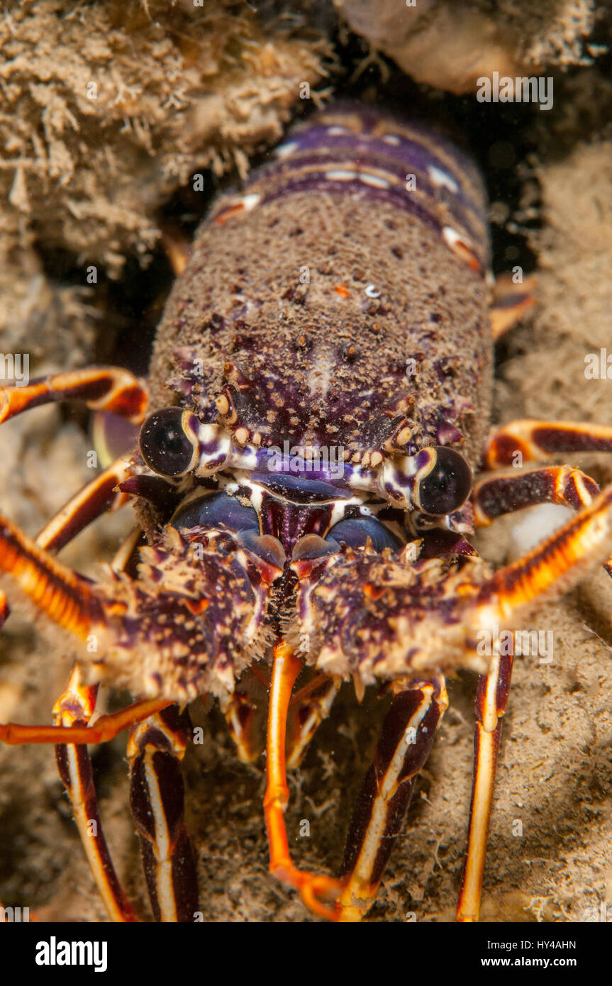 European Spiny Lobster (Palinurus elephas) in Illa Mateua, Costa Brava, Catalonia, Spain Stock Photo