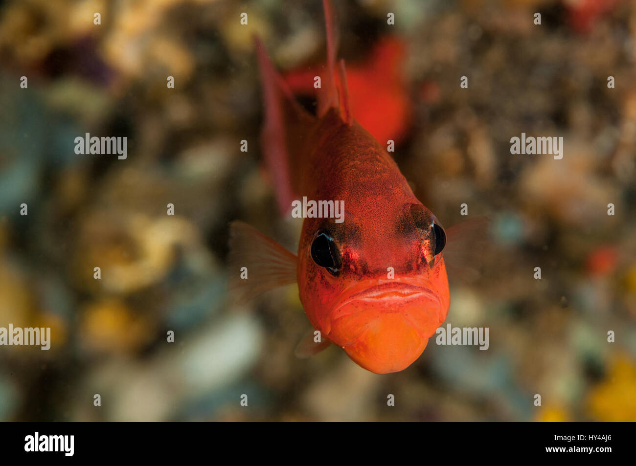 Cardinal fish (Apogon imberbis) in Illa Mateua, Costa Brava, Catalonia ...