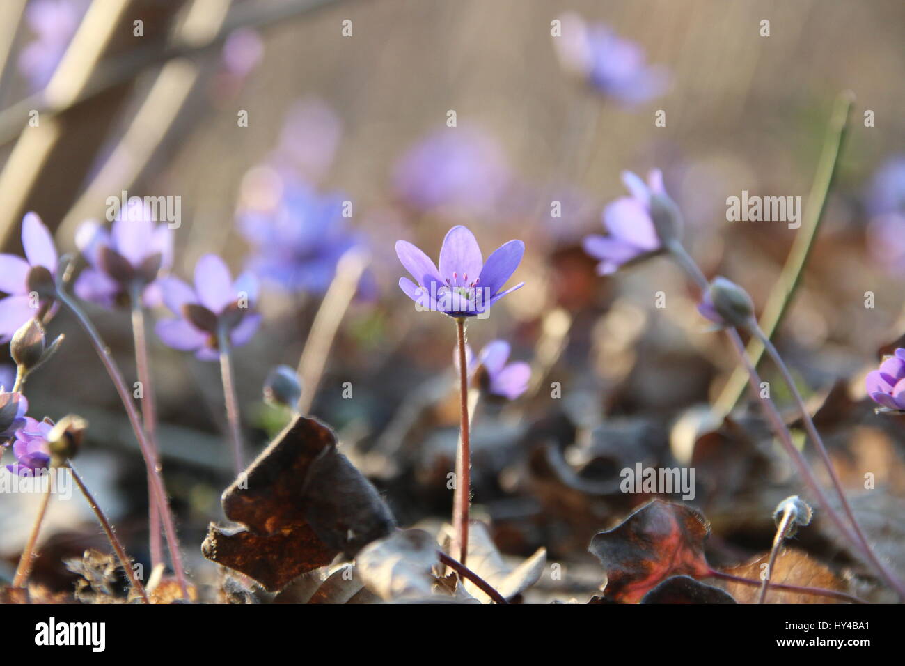 Spring flowers. Anemone hepatica blooming in the forest. Stock Photo