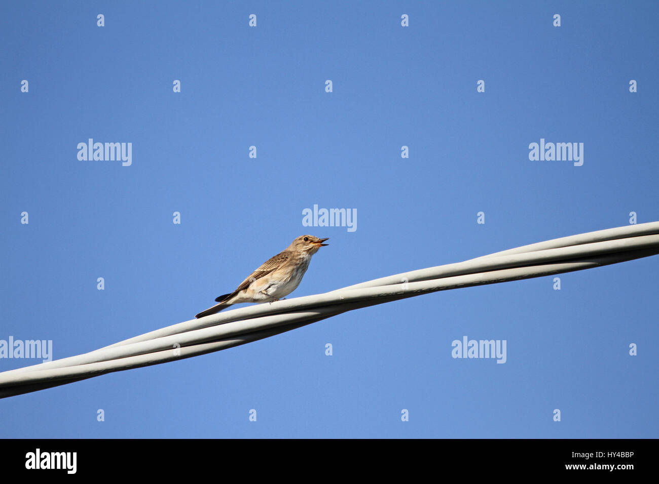 Spotted flycatcher female close up Latin name muscicapa striata